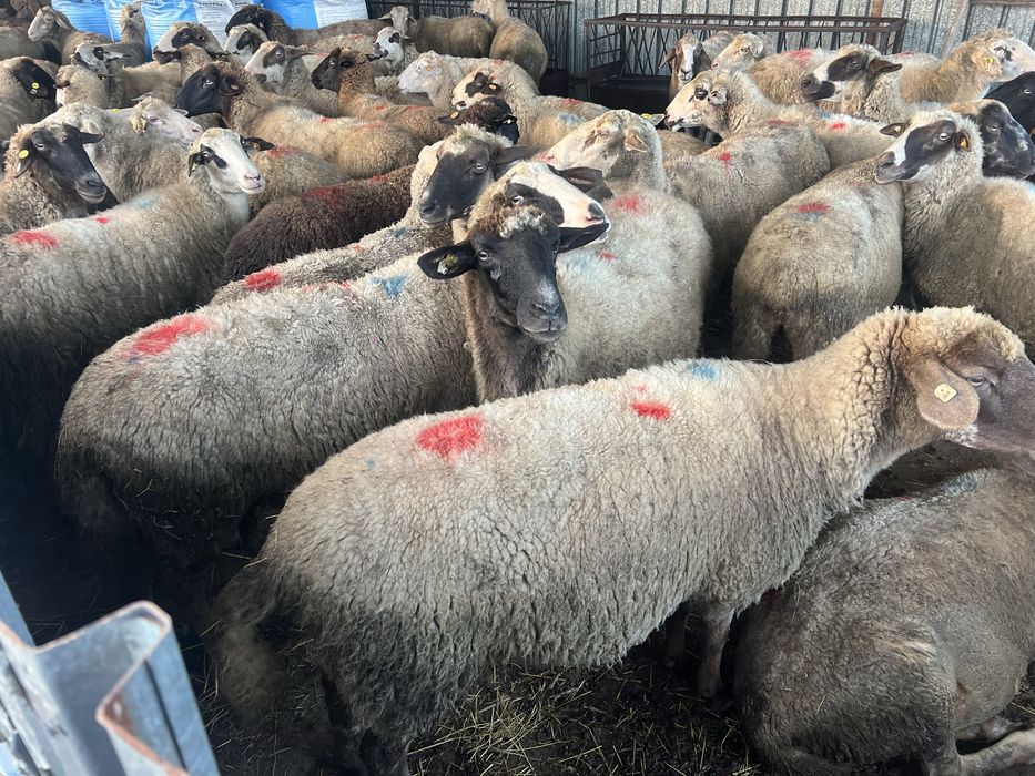 Овце под селекция…