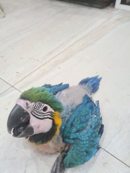 Vand pui ara araruna