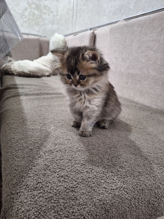 Продам котяток шиншилы. 70 000 тнг.