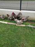 Vand familie australorp 4+1