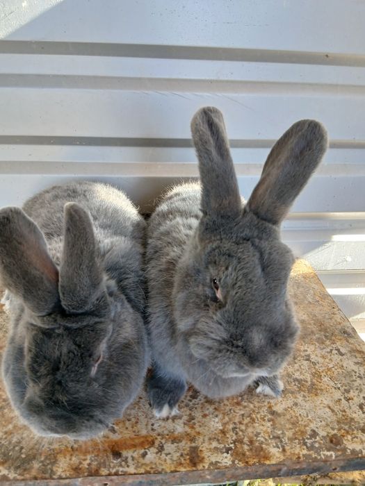 Vând iepuri uriaș de Transilvania