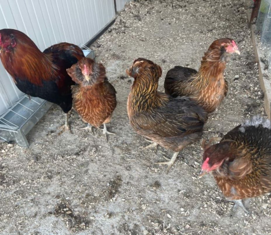 Oua pentru incubatie de araucana
