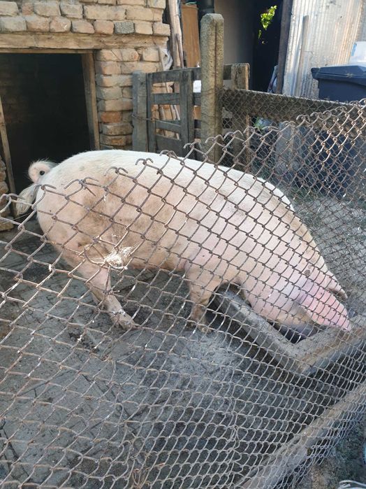 Продавам свинско месо