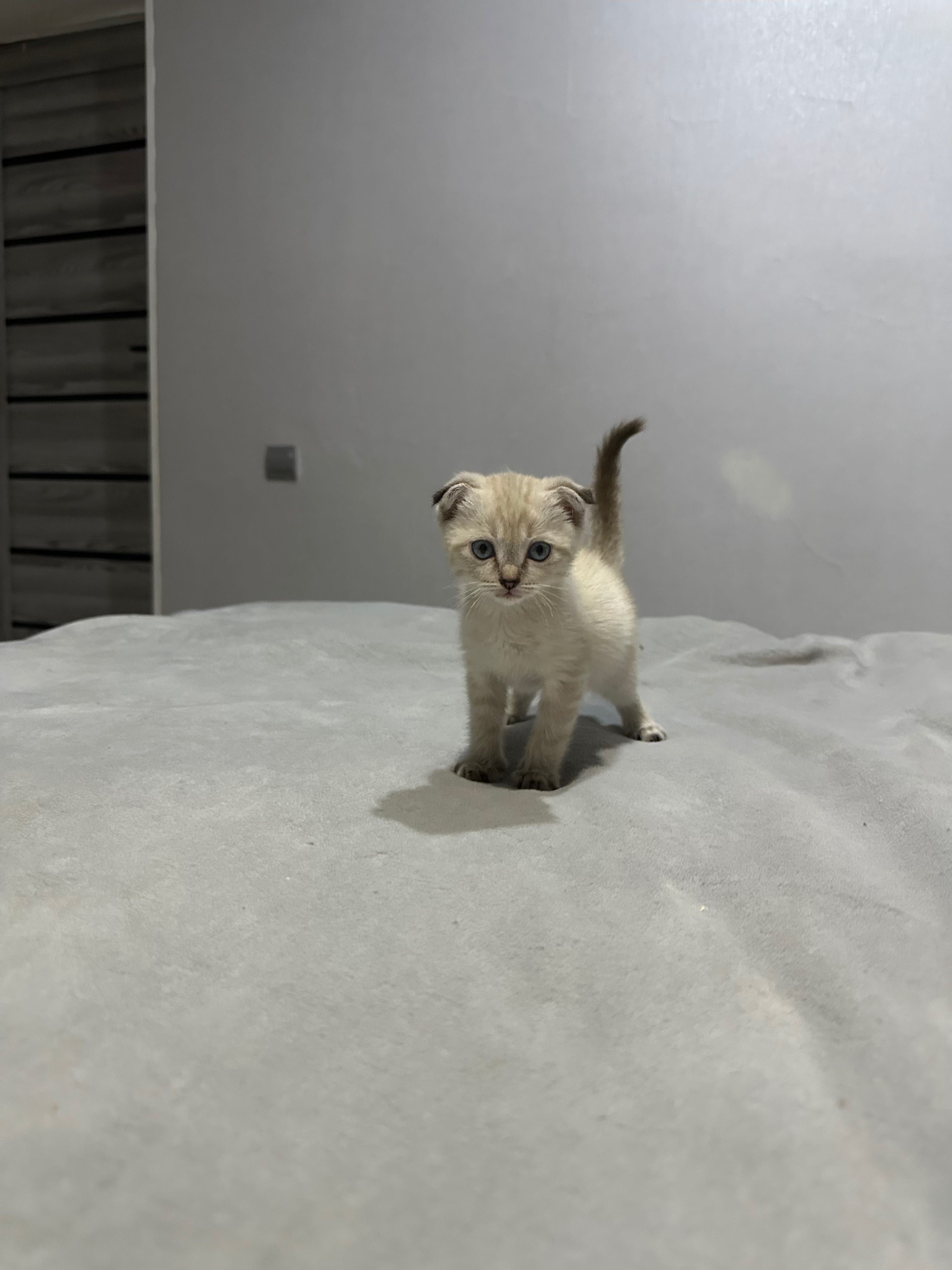 Вислоухий котенок