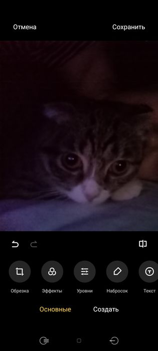 Отдам бесплатно кошечку