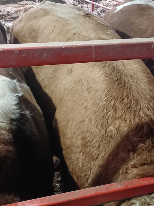 Vand taurasi baltati.