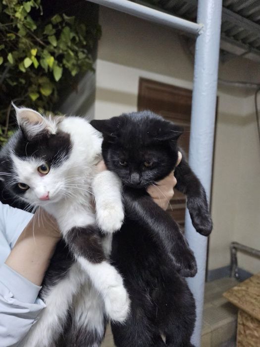 Два малаша в поисках дома ! Ташкент!