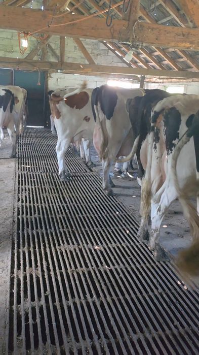 Disponibile vaci holstain