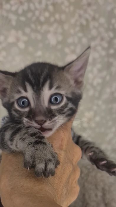 Чистопородная бенгальская девочка в угольном окрасе минк