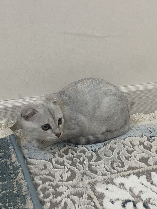 Шотландский мысық сатылады