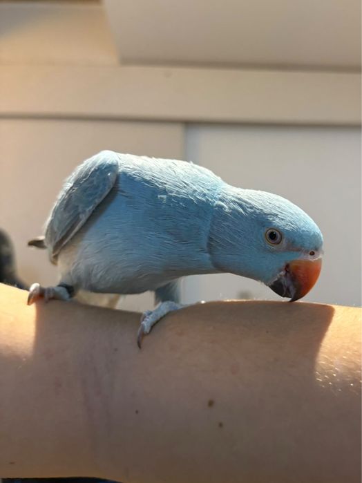 Papagal micul Alexander turcoaz