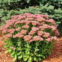 Sedum Guli narxlarni kelishamiz 1yillik sedum 35 000сум