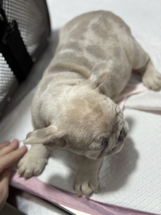 Mascul Bulldog Francez Isabella 2 luni / French Bulldog