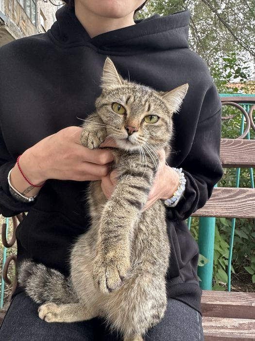 Котенок девочка ищет домик