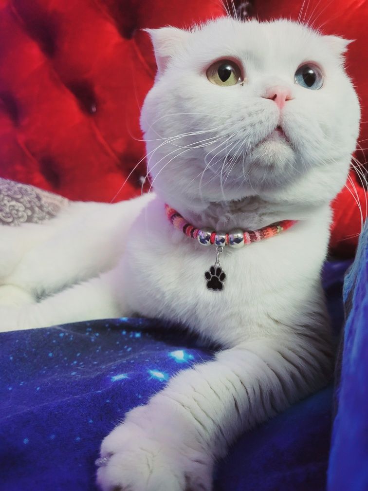 Кот на вязку шотландский вислоухий