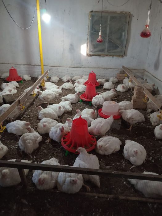 Бройлер тауық қолда оскен домашний