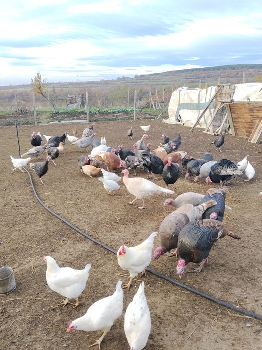 Коледни  и новогодишни пуйки.