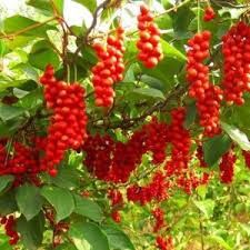 Arbuști Fructiferi (SchisaSoiuri : Chinesis 

20/30cm =15Lei 
40/50cm