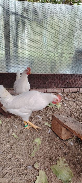 Cocosi din rasa Leghorn