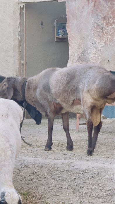 Qõchqor sotiladi