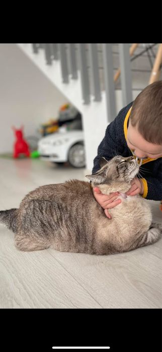 Donez pisică adultă