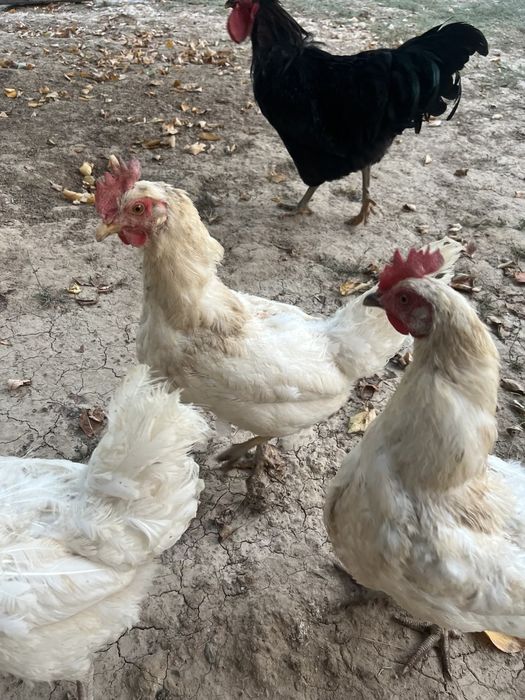 Тухум коядиган товула