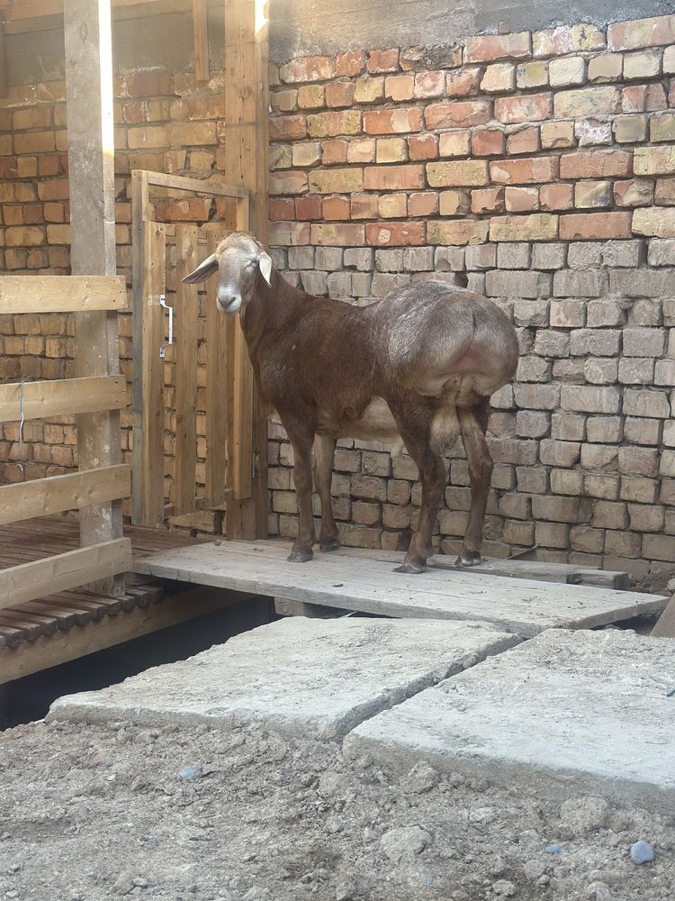 Arashan qoylar  sotiladi