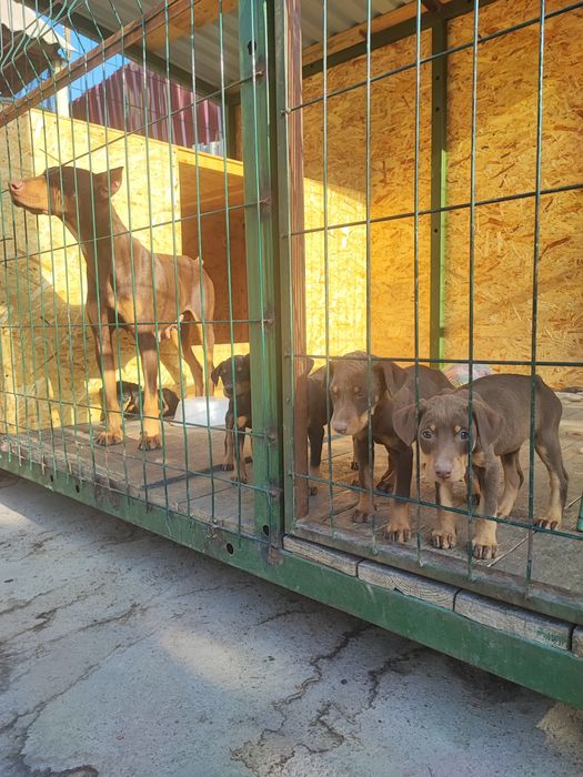 Продам щенят порода Доберман.