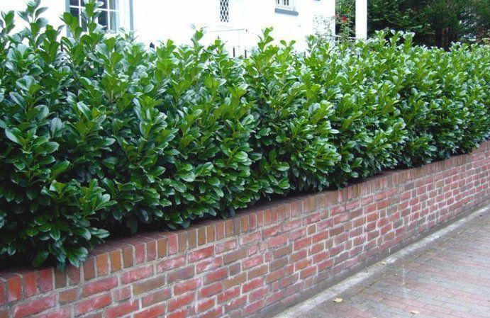 Prunus laurocerasus ( laur englezesc ) gard viu verde vesnic,  plante