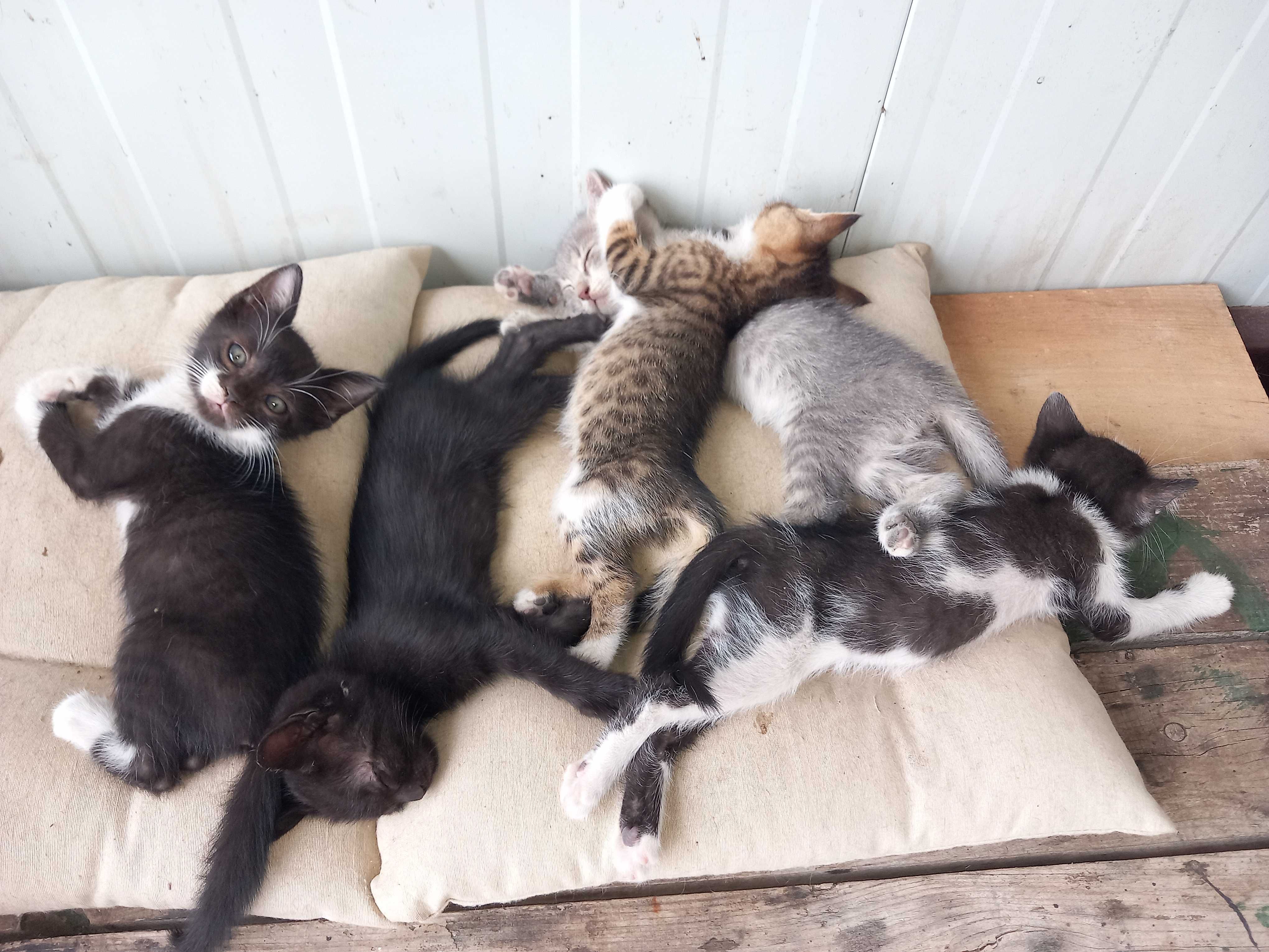 Подарявам котета