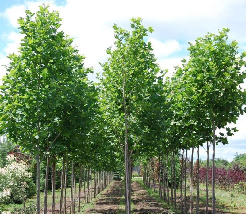 Plante ornamentale orice specie si dimensiune