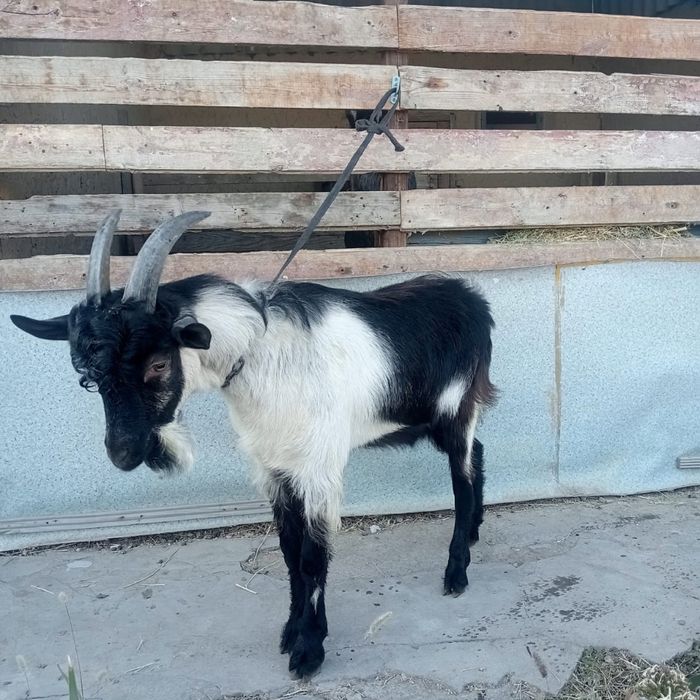 Продам козла  альпийской породы