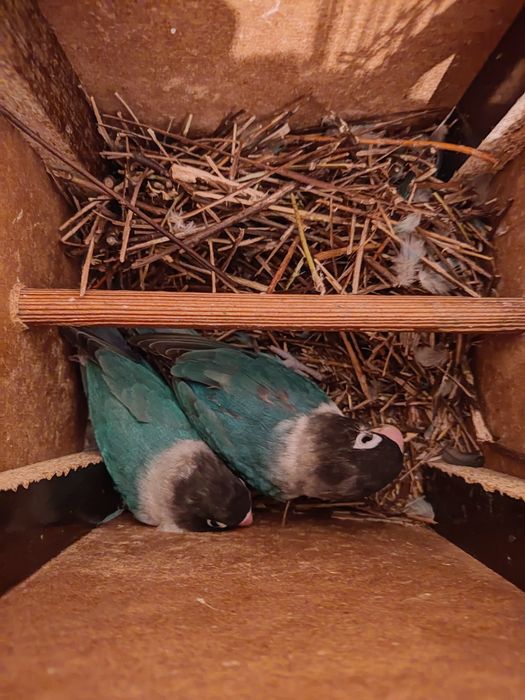 2 ta para maska qushlari sotiladi