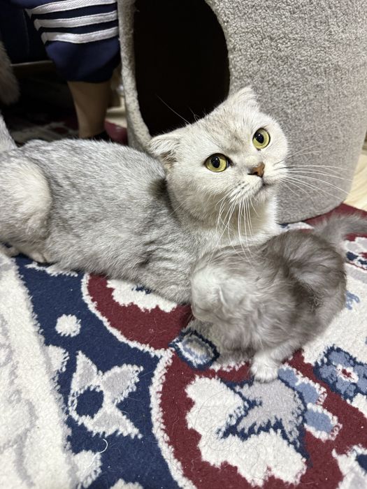 Британская шиншилла.Кошка с двумя котятами.
