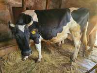 Vând Vaca Gestantă Luna a 5-a, 8 Ani, 15 Litri de Lapte Garantați