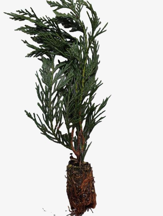 Разсад Лейланди Cupressocyparis leylandii - 2 години, в мултипалети.