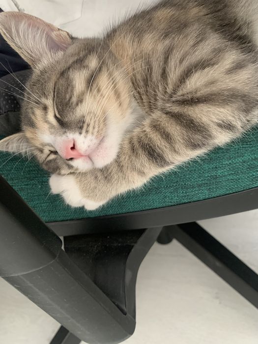 Отдам кошку в добрые руки