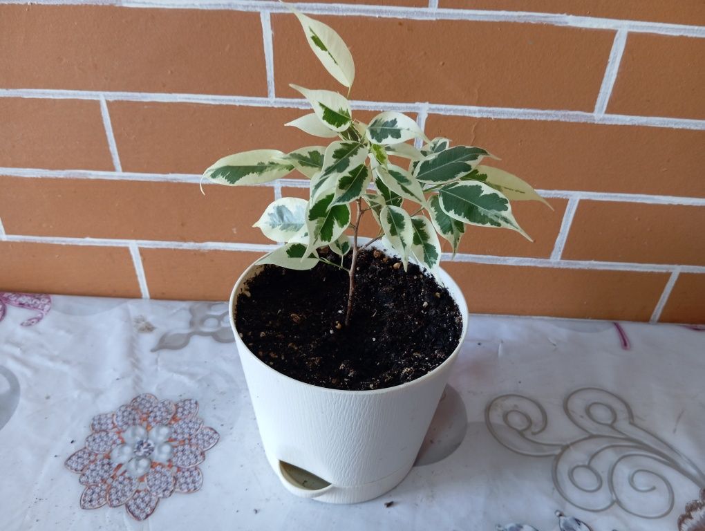 Комнатные растения