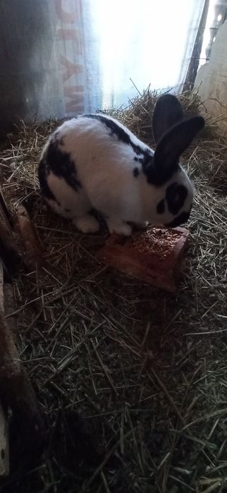 Uriaș pestriț german