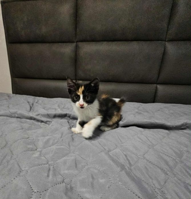 Малка женска котка