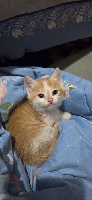 Кошка, котята мысық бесплатно
