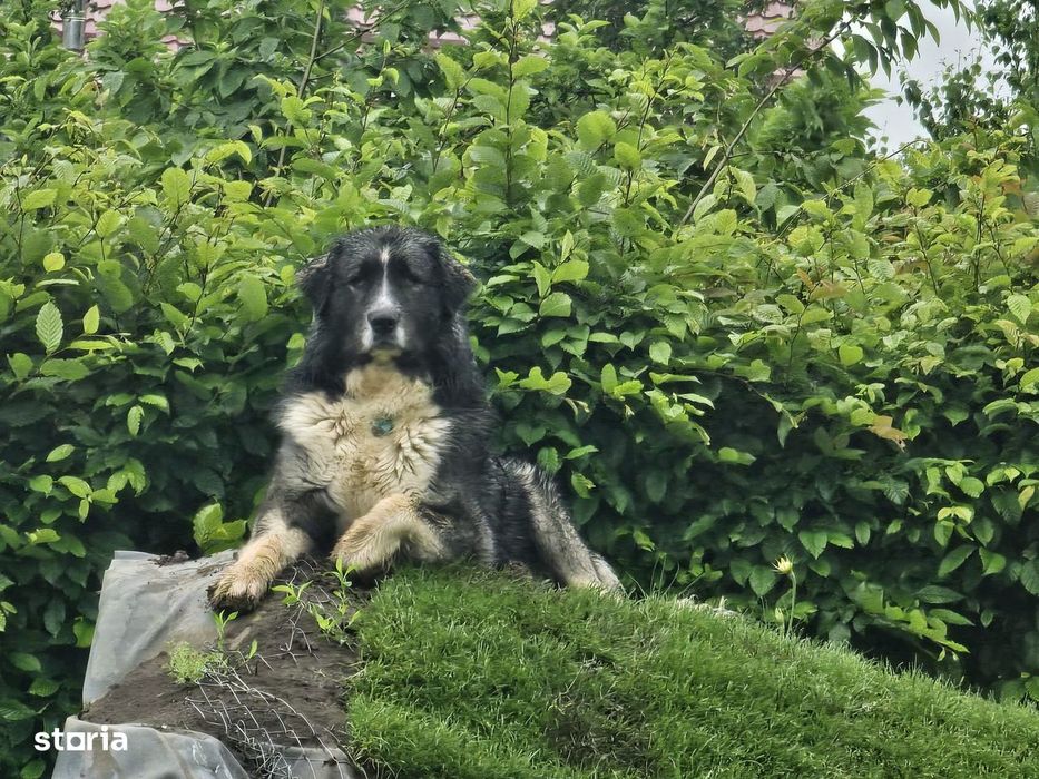 Vila frumoasa si teren 3300 mp Iasi Bucium intrare Han 3 Sarmale