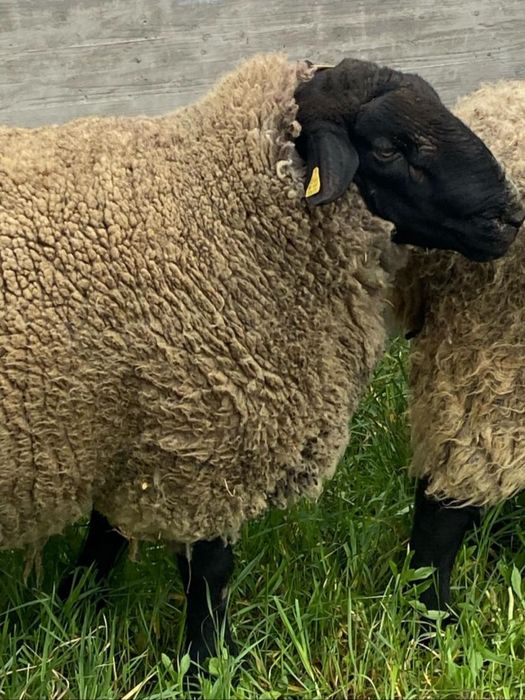 Vindem berbecuti,mielute,oi si berbeci sufolk/suffolk cu pedigree