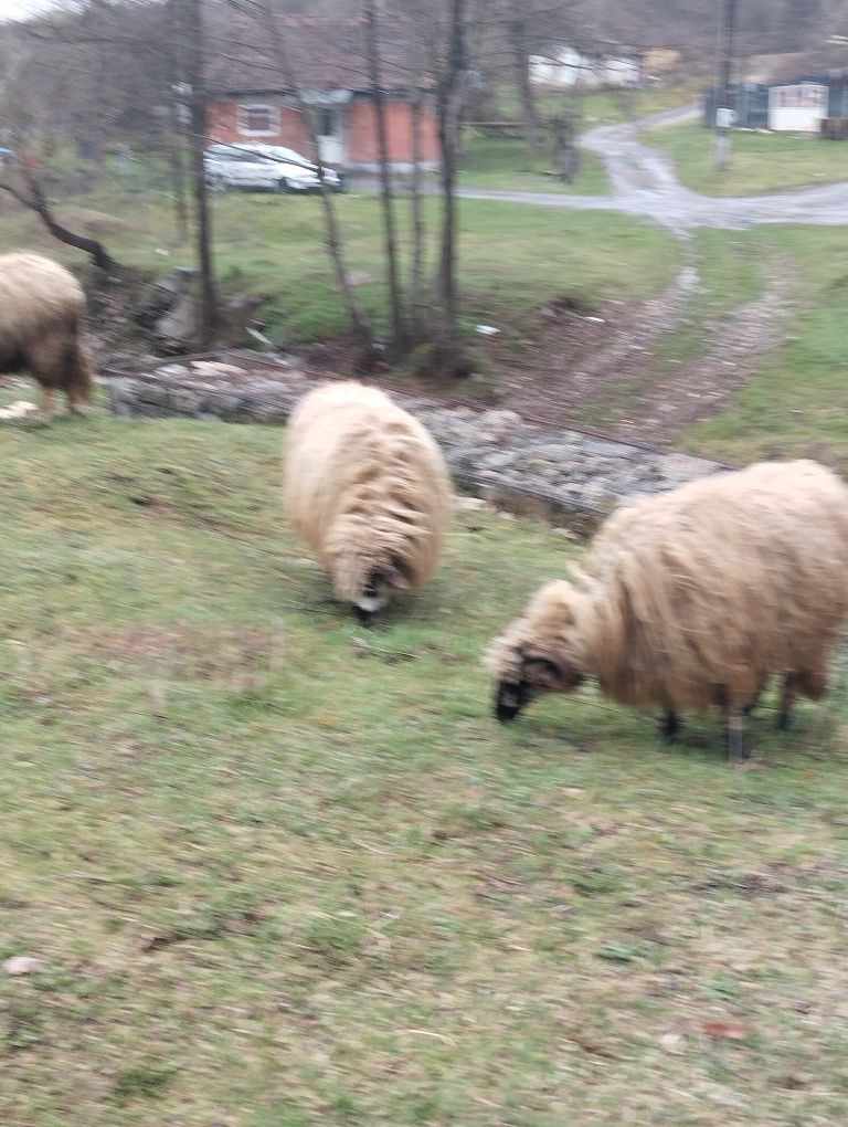Oi și miei de vanzare