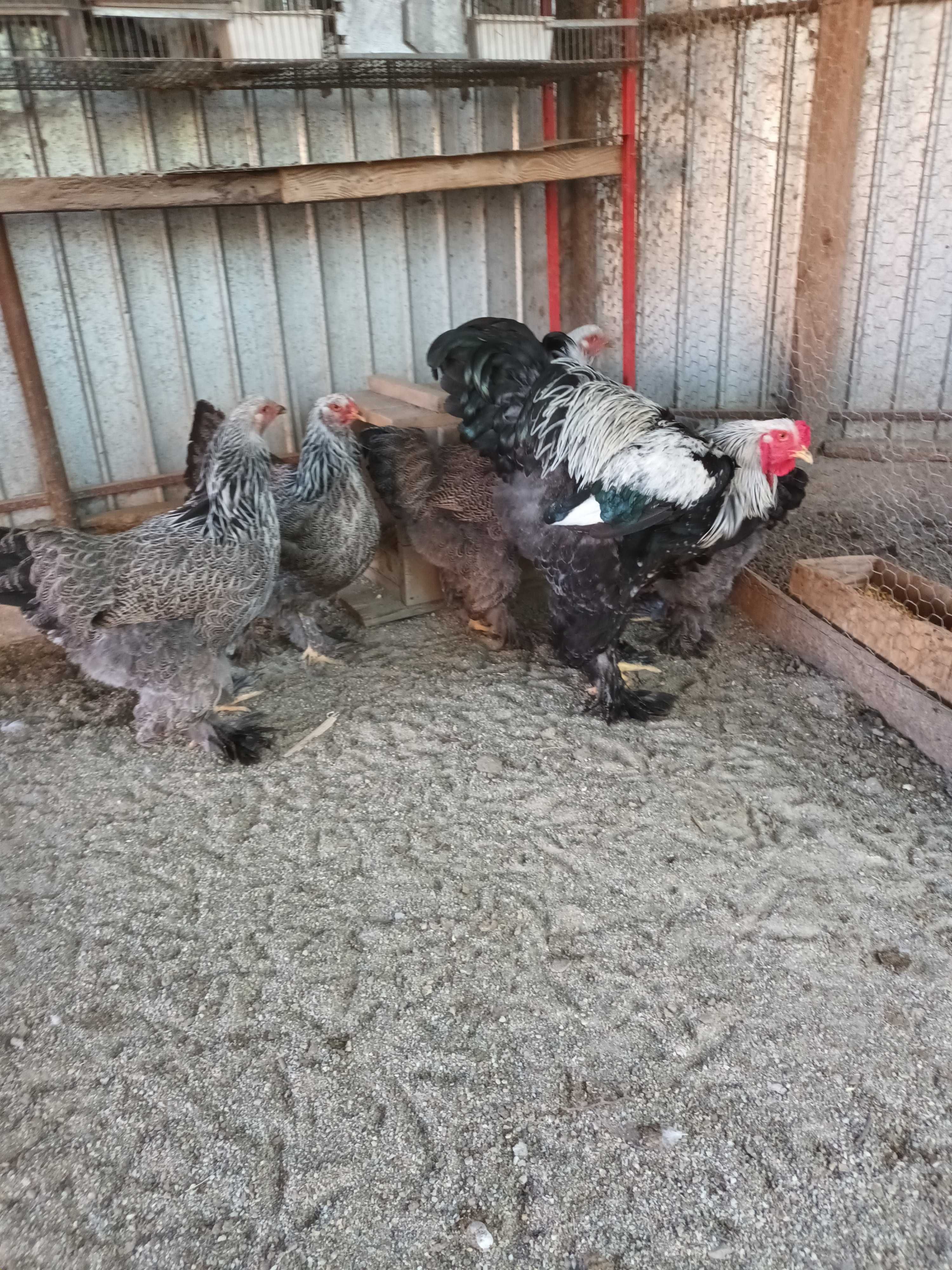 Oua de incubat brahma si cochinchina