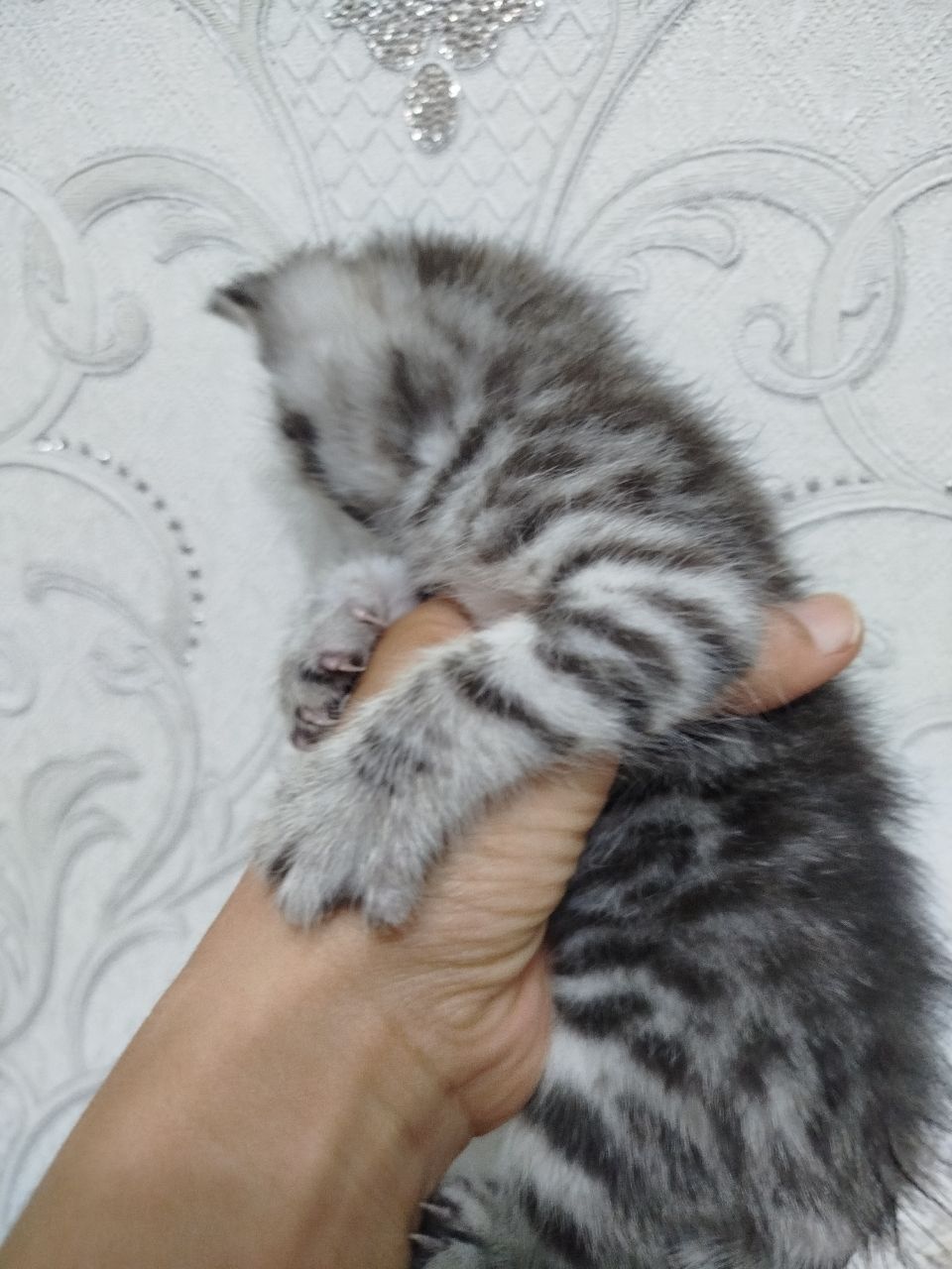 Отдам бесплатно. Текинга бераман