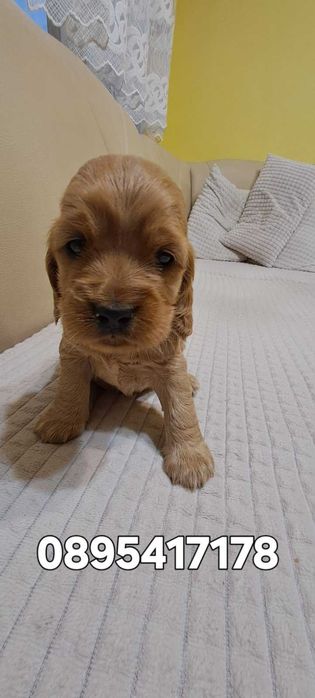 Продавам Кокер Шпаньоли, град Перник, център.