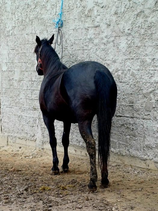 De vânzare iapă învârtă de doi ani iapă este și gestantă