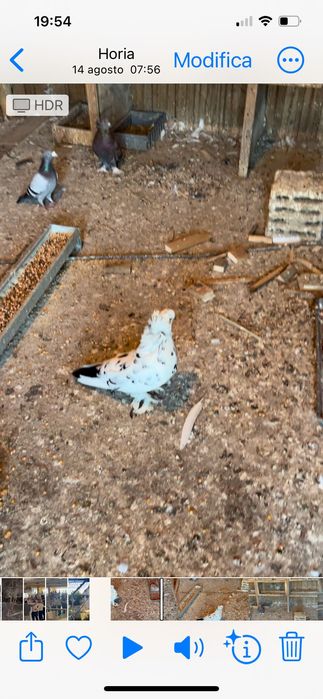 Vând porumbei rasa Uriași Maghiari , Rotații, Cap roș de Botoșani