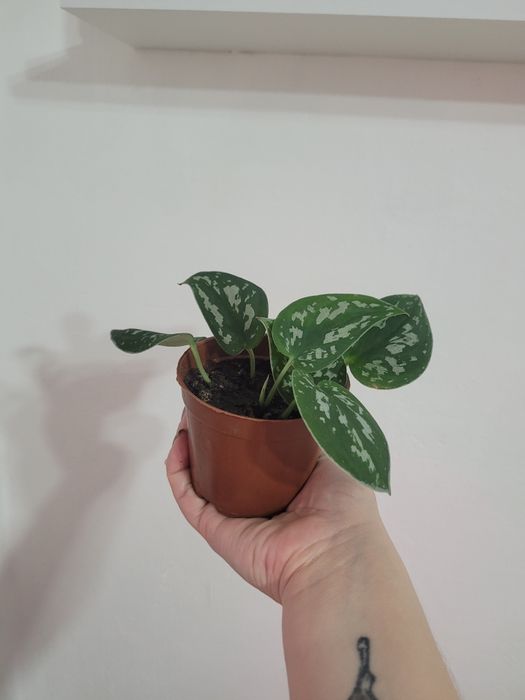 Продам комнатное растение - сциндапсус расписной